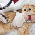 猫のエイズによる口内炎と治療法