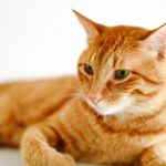 猫の発情期には綿棒が効果的？