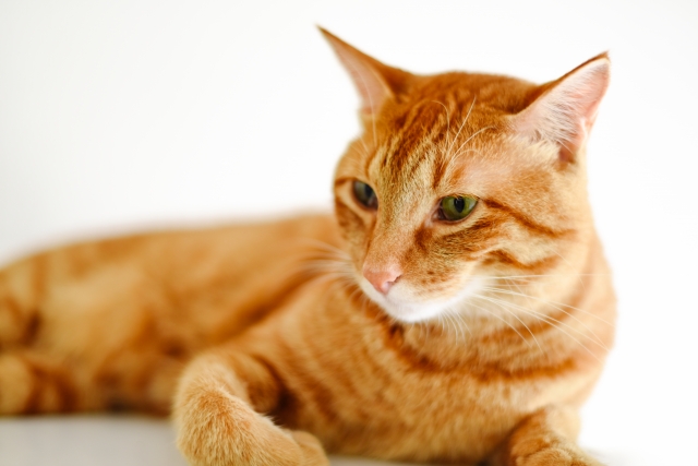 猫の発情期には綿棒が効果的? 猫の発情期には綿棒が効果的?