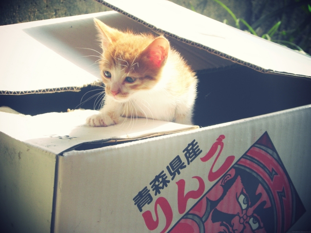 動物病院の料金はどのくらい?捨て猫を拾ったときの対処法 動物病院の料金はどのくらい?捨て猫を拾ったときの対処法