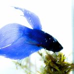 ベタの飼育に適した水槽や掃除の仕方は？