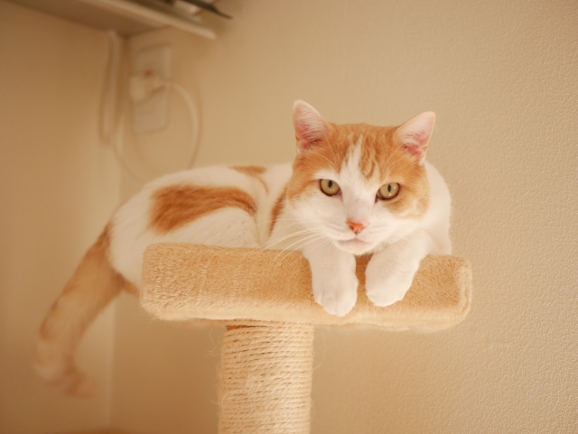 猫の匂い袋の正体と対処法は? 猫の匂い袋の正体と対処法は?