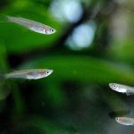メダカの稚魚とタニシを一緒にしても大丈夫？