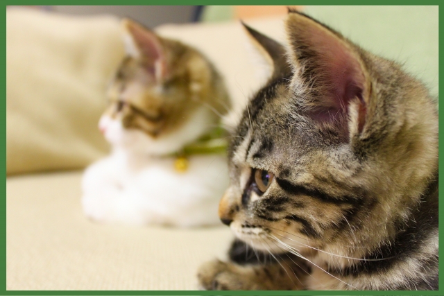 動物病院で避妊手術。料金は?捨て猫の場合支払うのは誰? 動物病院で避妊手術。料金は?捨て猫の場合支払うのは誰?