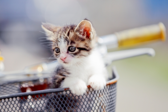一人暮らしの人に飼いやすい猫の種類! 一人暮らしの人に飼いやすい猫の種類!
