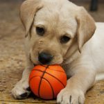 放っておくと雑菌だらけ！犬のおもちゃの洗い方 ！