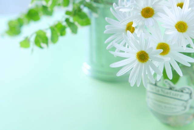 室内で花を種から上手に育てる方法と気をつけるポイント ! 室内で花を種から上手に育てる方法と気をつけるポイント !
