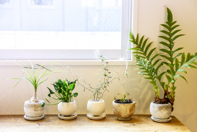 ちょっと変わった観葉植物10選!珍しい特徴と上手な育て方 ちょっと変わった観葉植物10選!珍しい特徴と上手な育て方