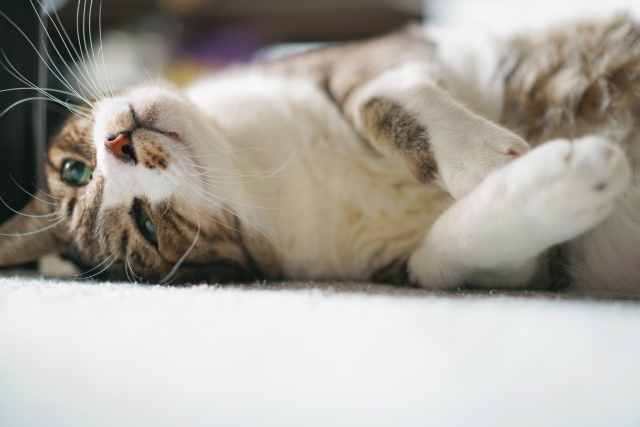 猫の耳掃除はやった方がいいの? 猫の耳掃除はやった方がいいの?