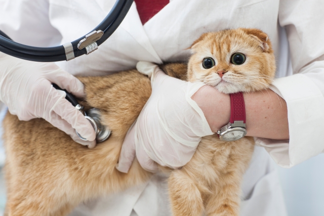 猫のエイズによる口内炎と治療法